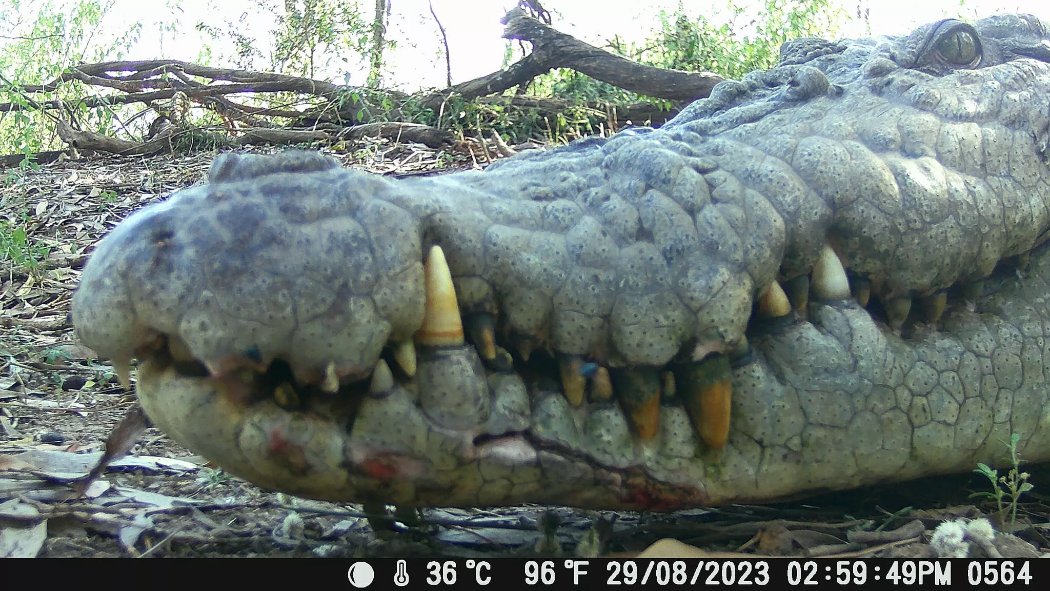 Incredible Photos Show What It's Like Inside a Crocodile's Jaw - Vimarsana News