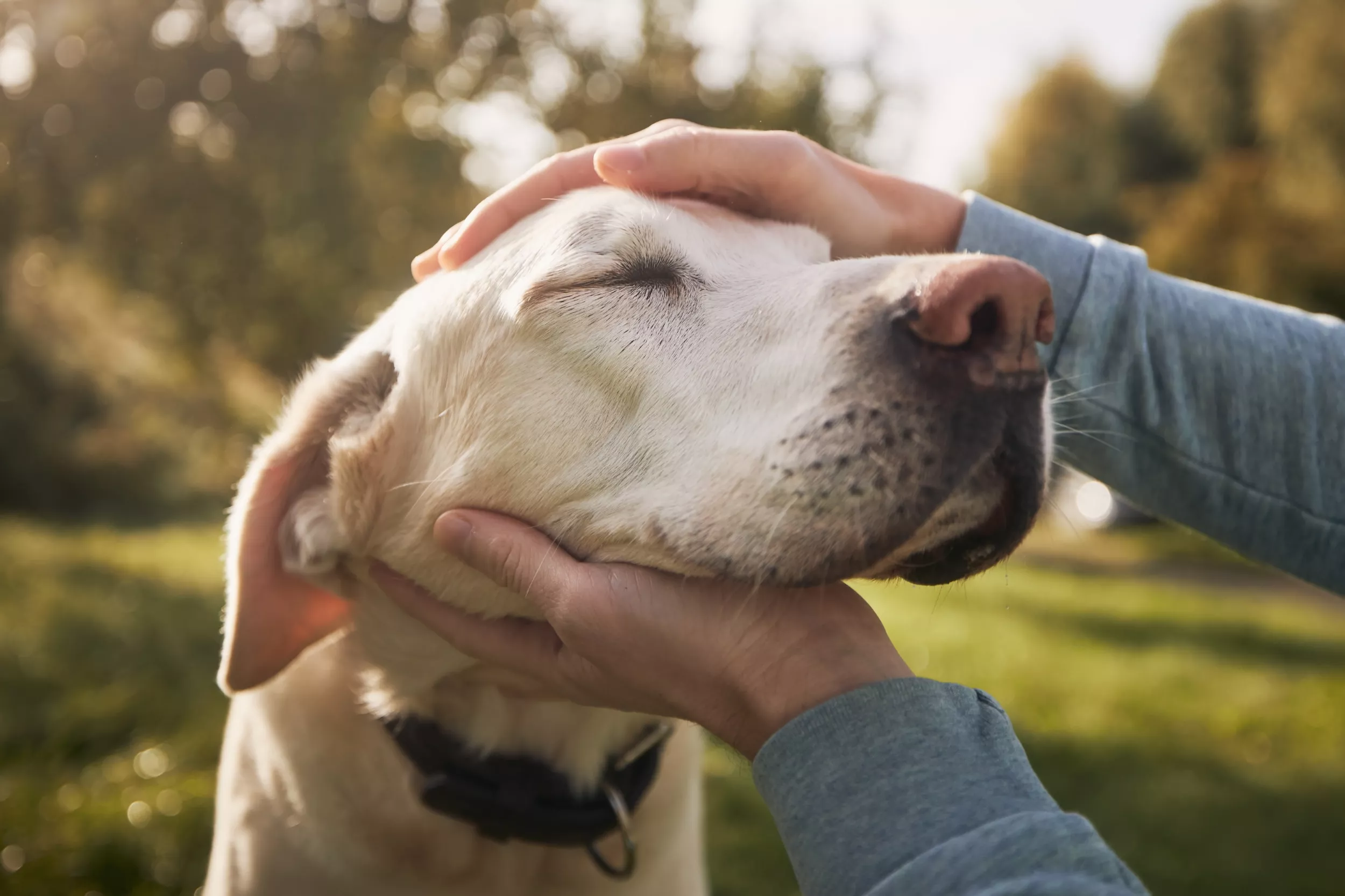 Dog Reunited With Owners After Walking Into Shop Displaying Missing Poster - Vimarsana News