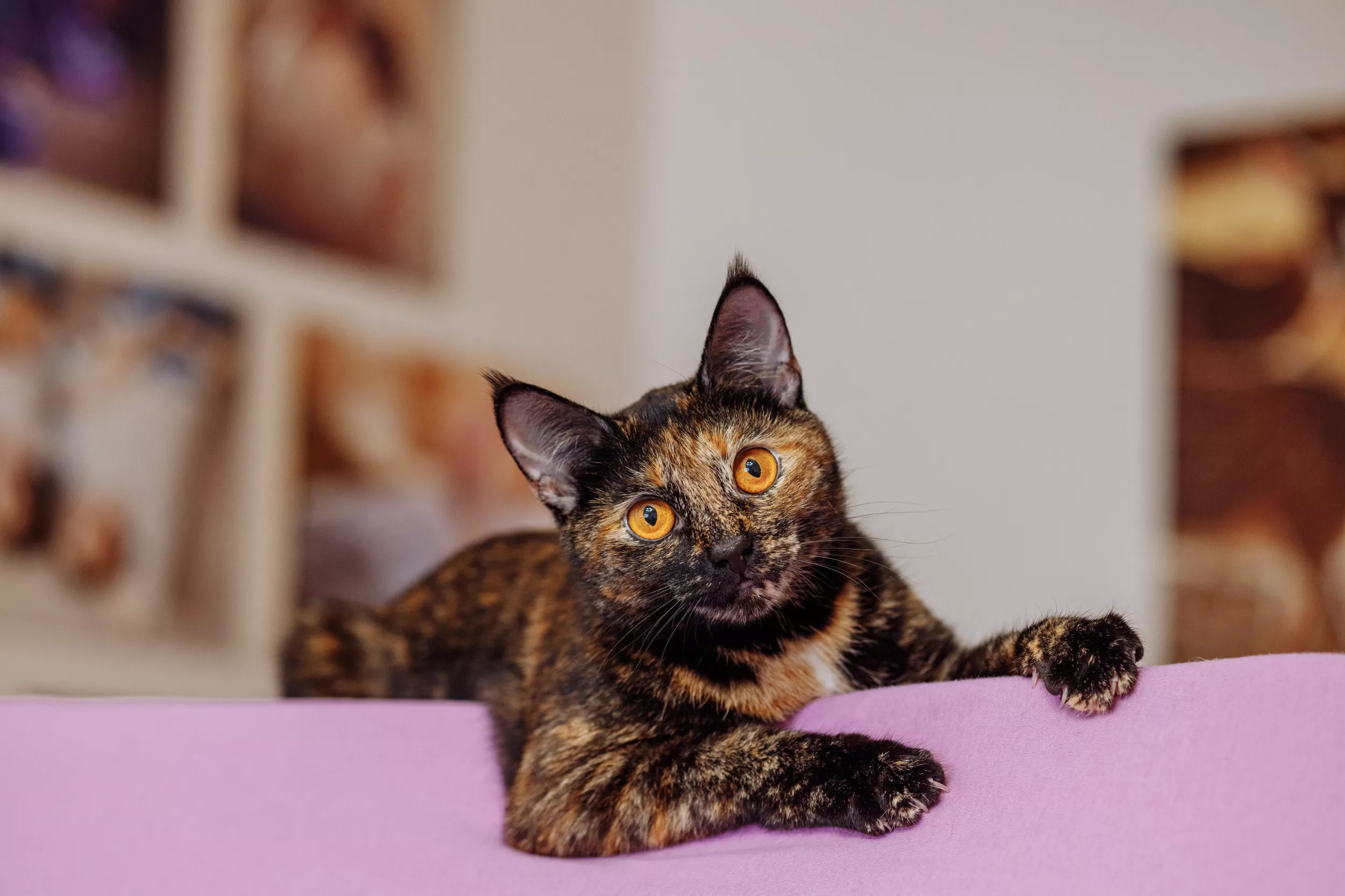 Rescue Cat, Aged 15, Has New Lease of Life After Adoption in Viral Clip - Vimarsana News