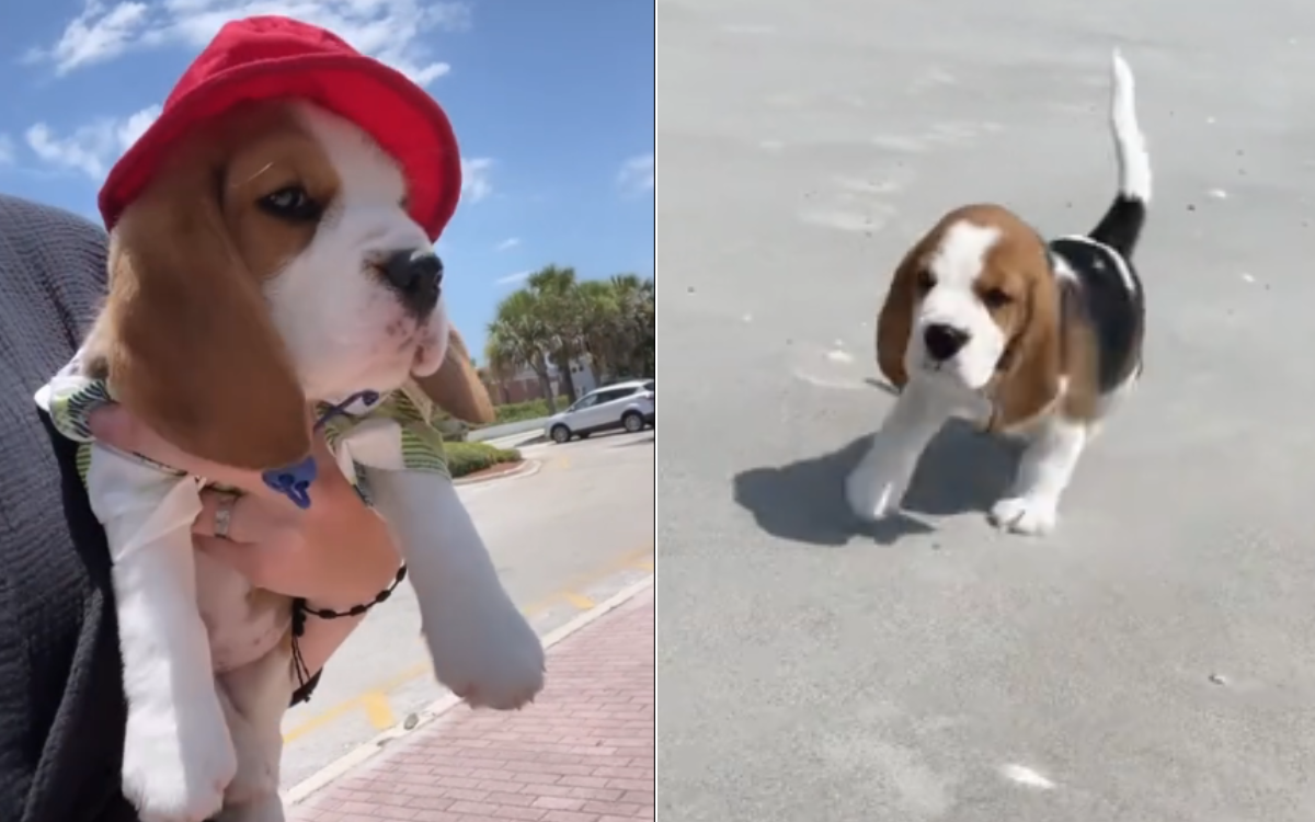 Bogey the beagle puppy visits the beach.