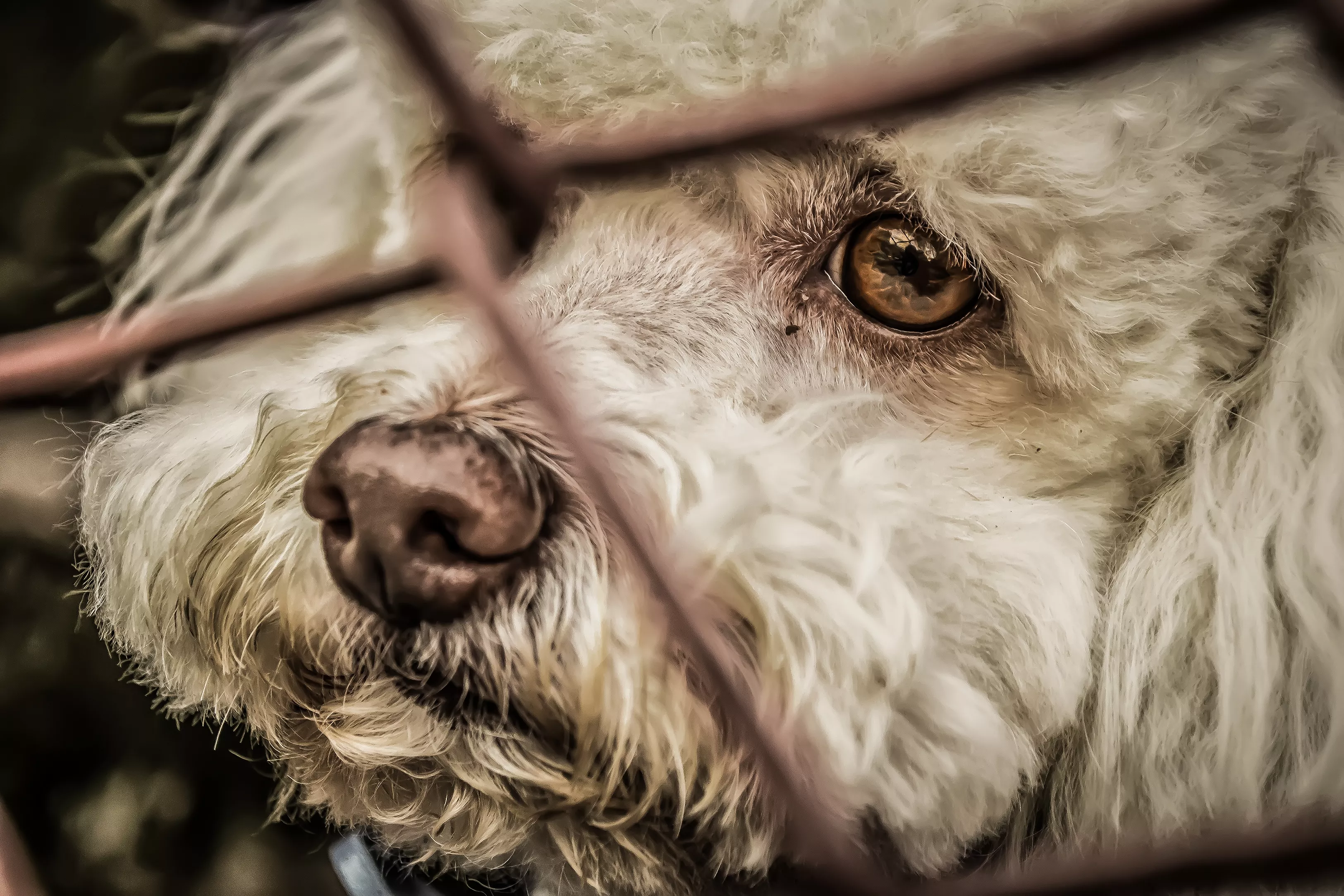 Dogs Abandoned in Colorado Boarding Facility Without Food or Water: Sheriff - Vimarsana News