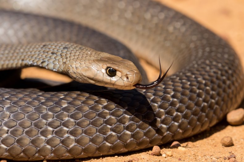 eastern brown