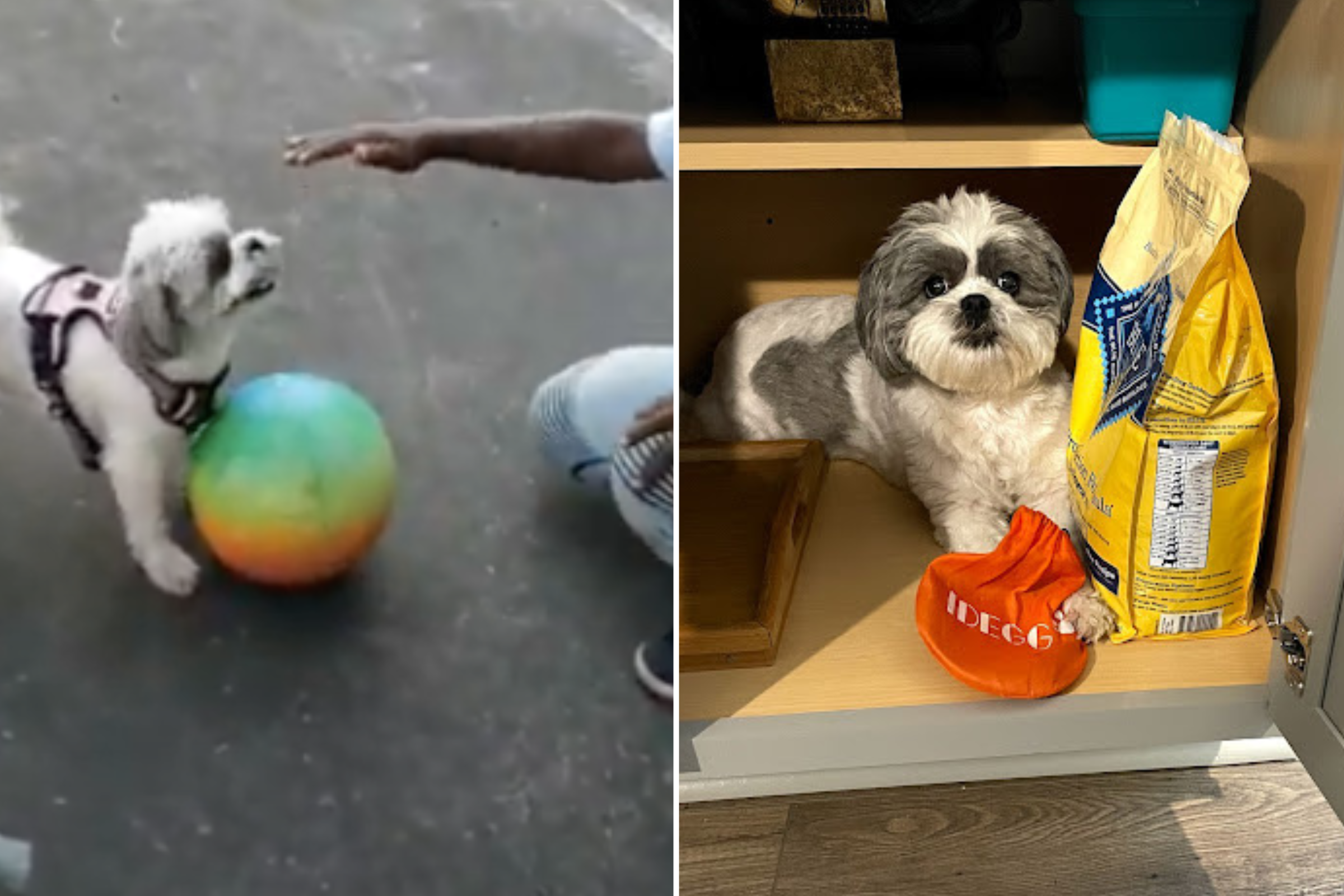 Shih Tzu Who Loves Playing Basketball Wins Pet of the Week