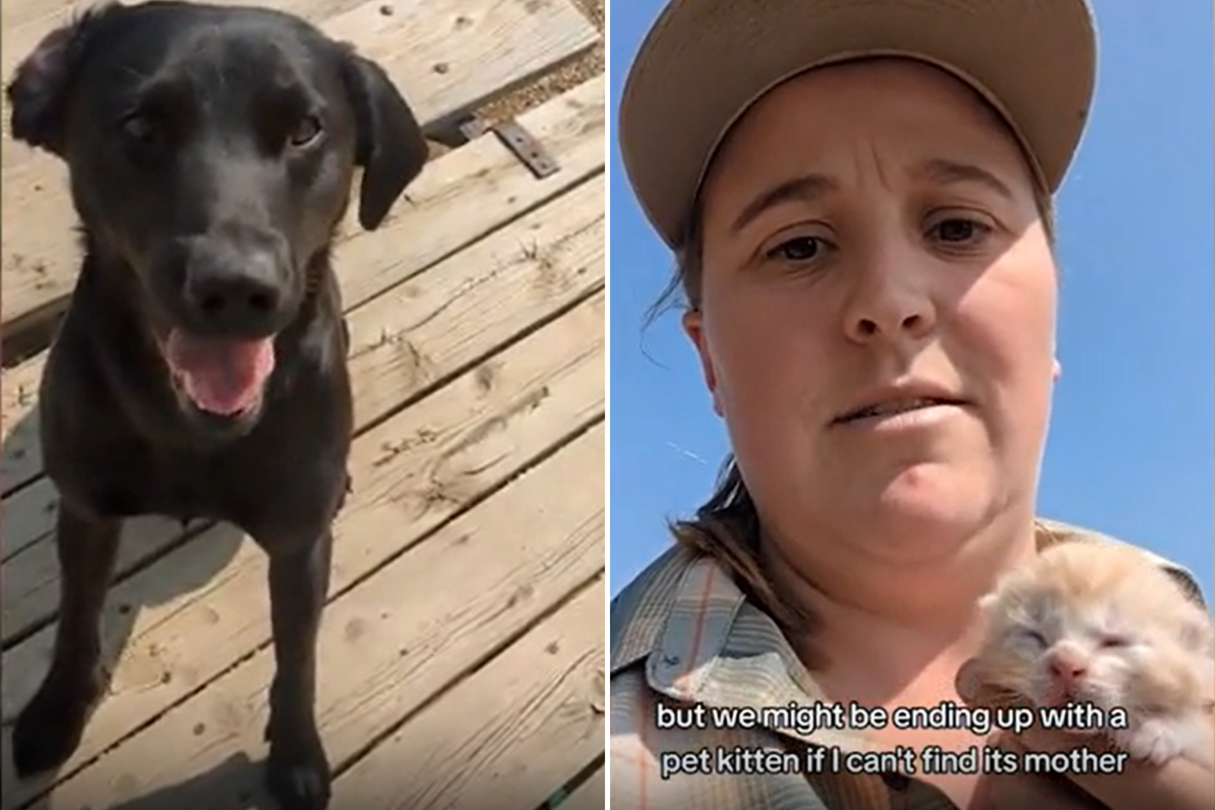 Philadelphia Phillies' New Black Labrador Puppy Is Their Cutest Team Member  Yet - PetHelpful News