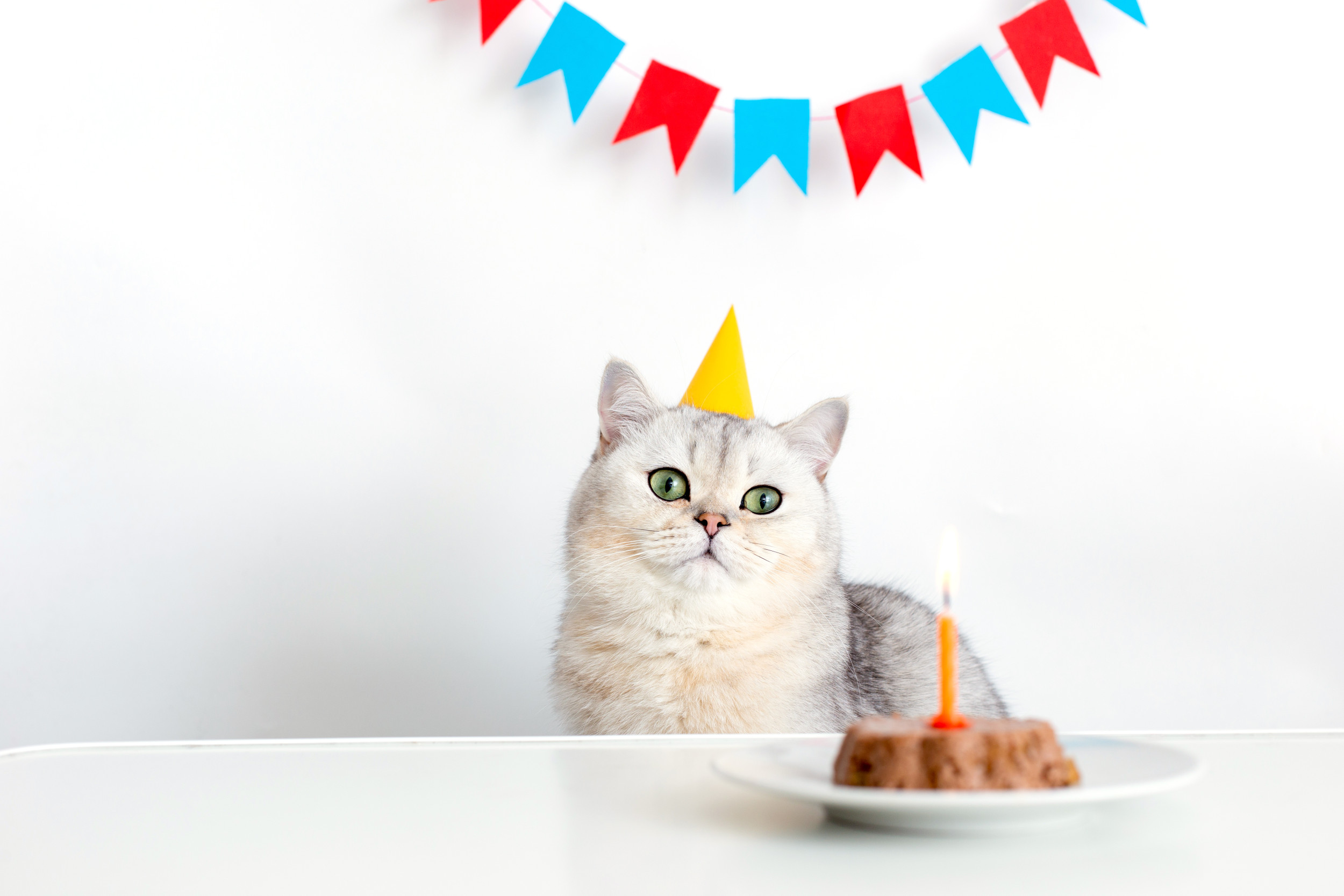 Hearts Melt as Owner Celebrates Pet's 20th Birthday With Cat-Cuterie Board