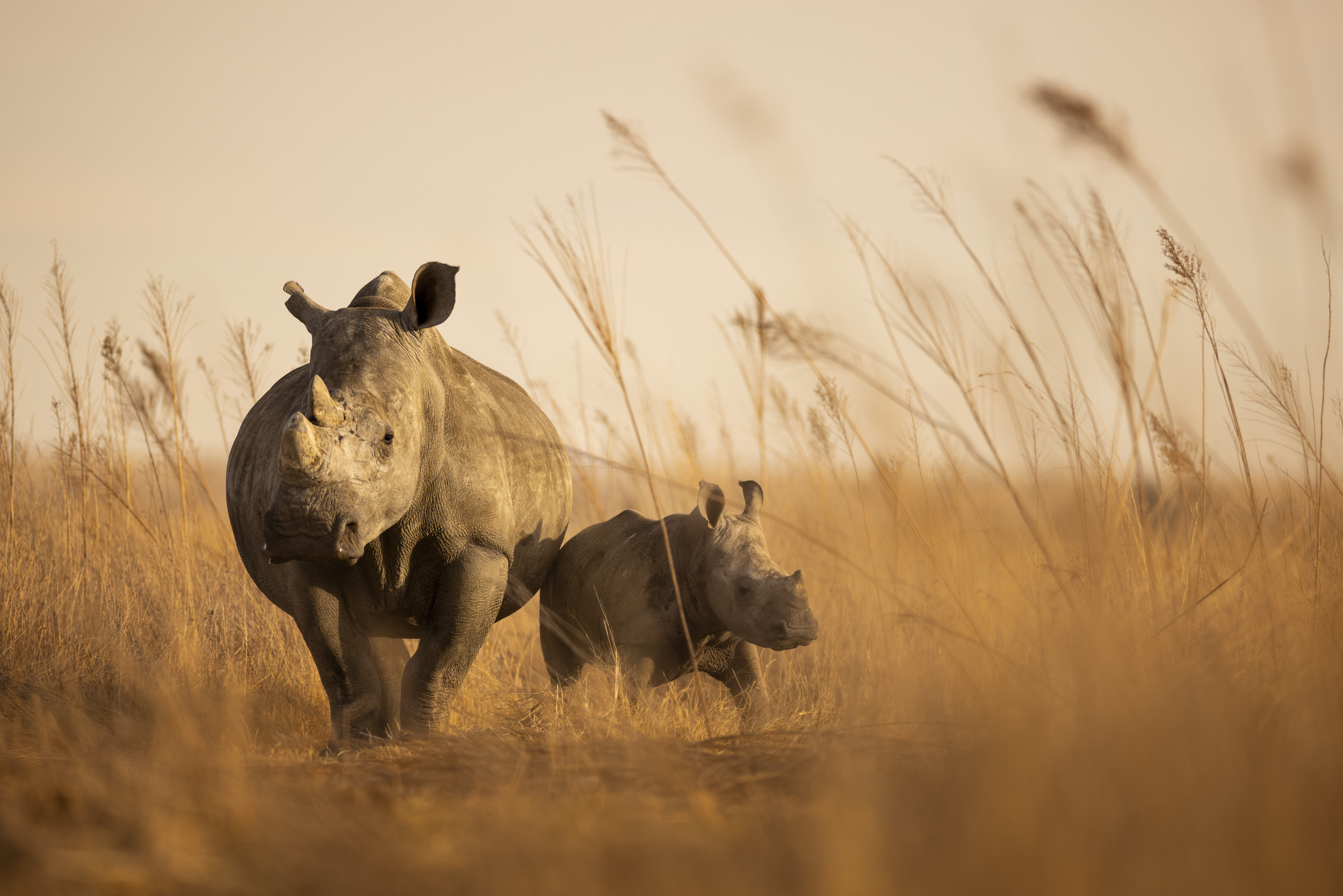 NGO Buys 2,000 Rhinos From Private Breeder To Set Them Free - Newsweek