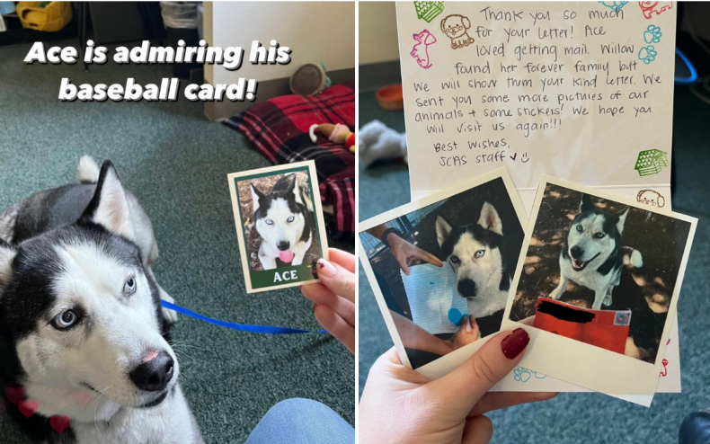 Ace, his baseball card, and the letter.
