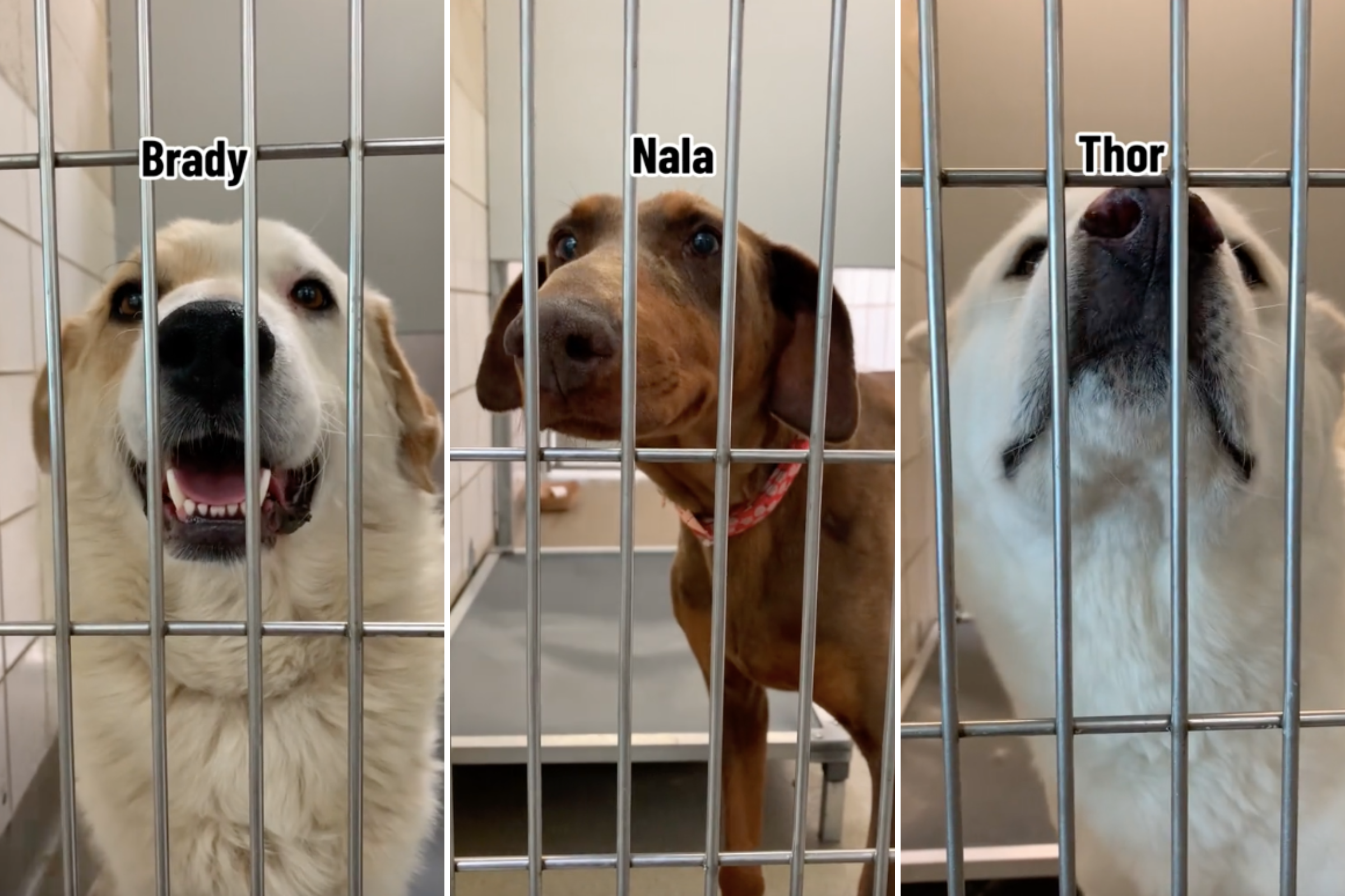 Five Dogs With No Interest At Rescue Shelter Finally Get Forever Homes   Humane Society Pikes Peak Region Dogs 