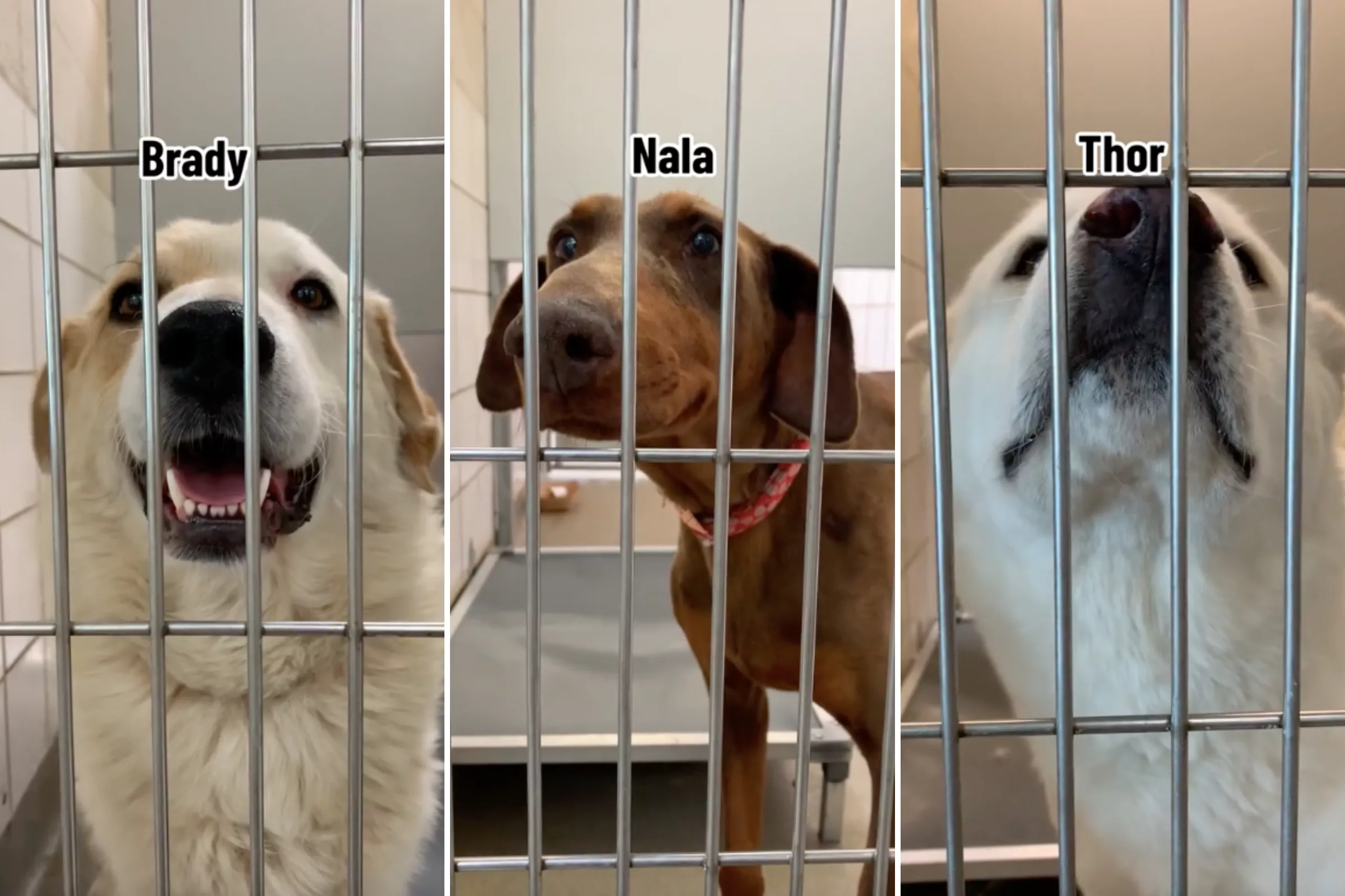 Five Dogs With No Interest at Rescue Shelter Finally Get Forever Homes - Vimarsana News
