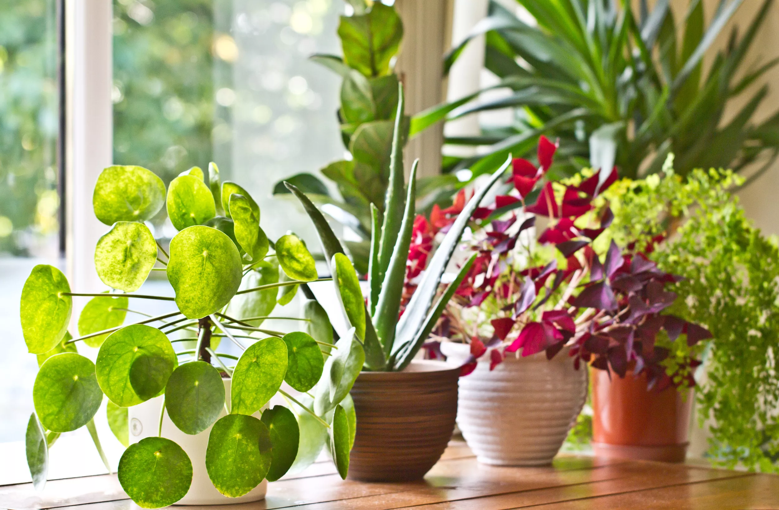 Gardening Experts Reveal the 'Indestructible' Plants for Lazy Owners - Vimarsana News