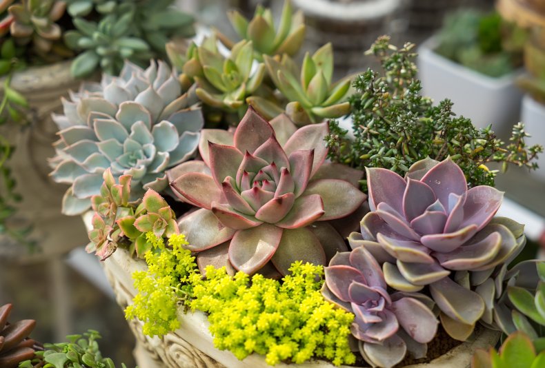 low effort plants for lazy owners