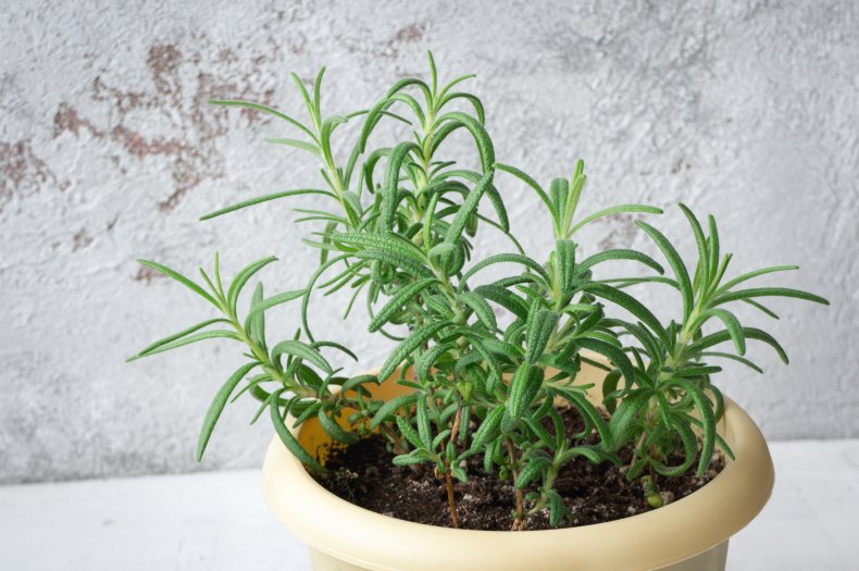 low effort plants for lazy owners
