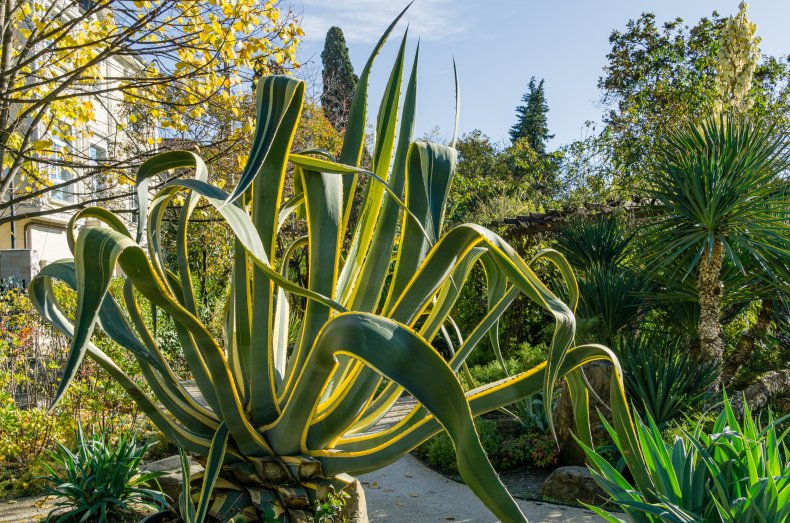 low effort plants for lazy owners