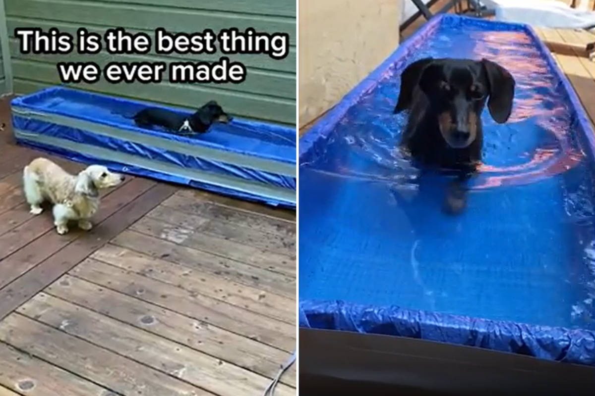 Dog Dad Creates Makeshift Water Treadmill for Dachshund Anything