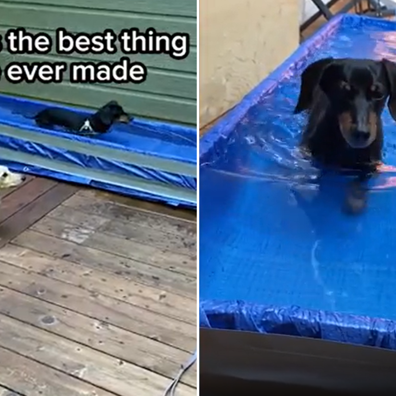 Dog Dad Creates Makeshift Water Treadmill for Dachshund Anything for Him Newsweek