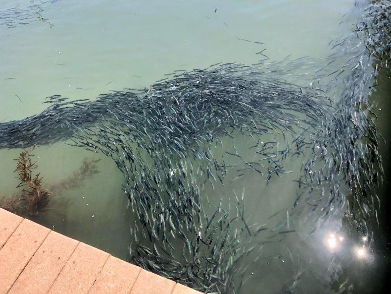fish harbor