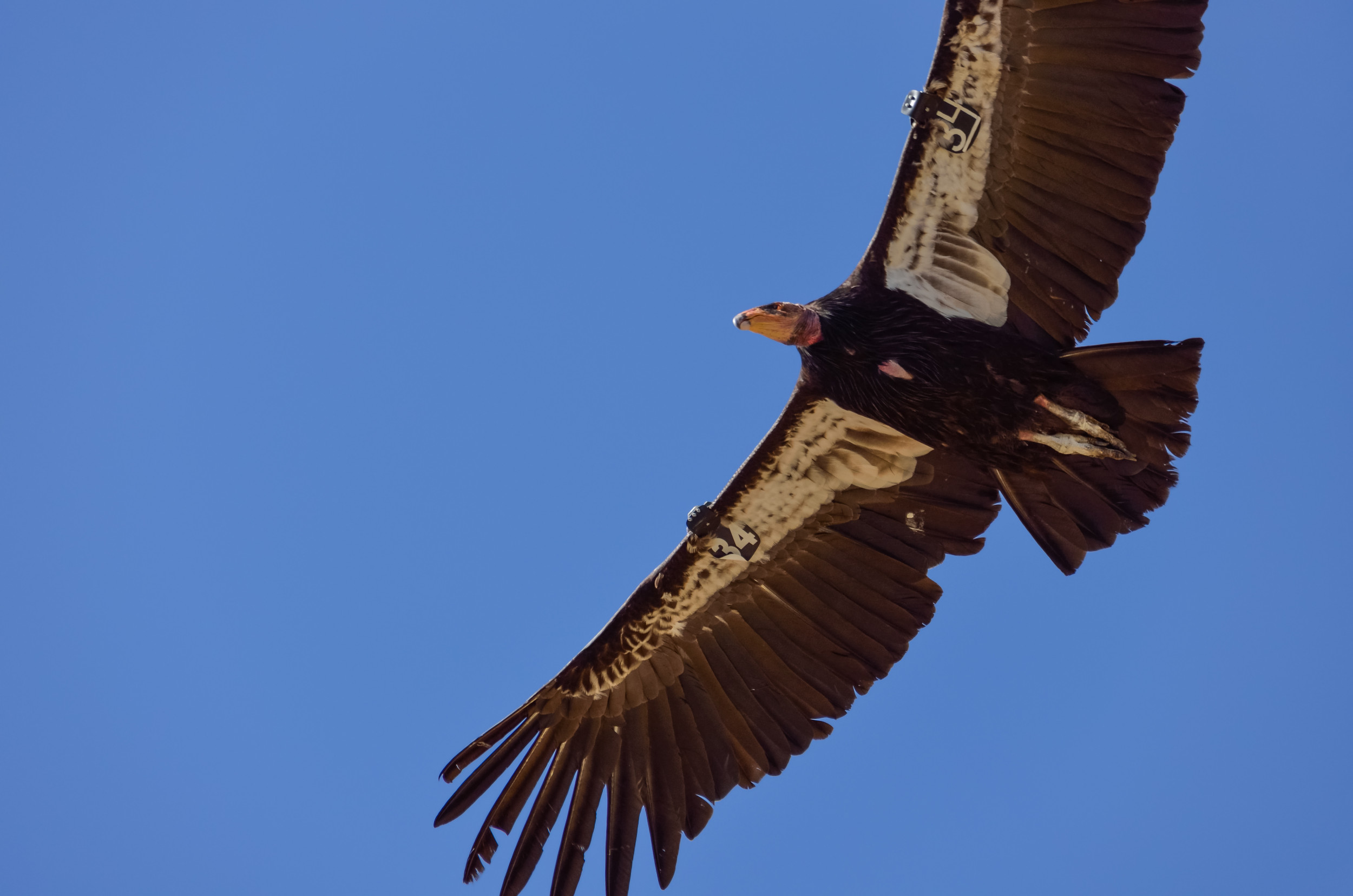 Reward Offered to Find Who Killed Endangered California Condor