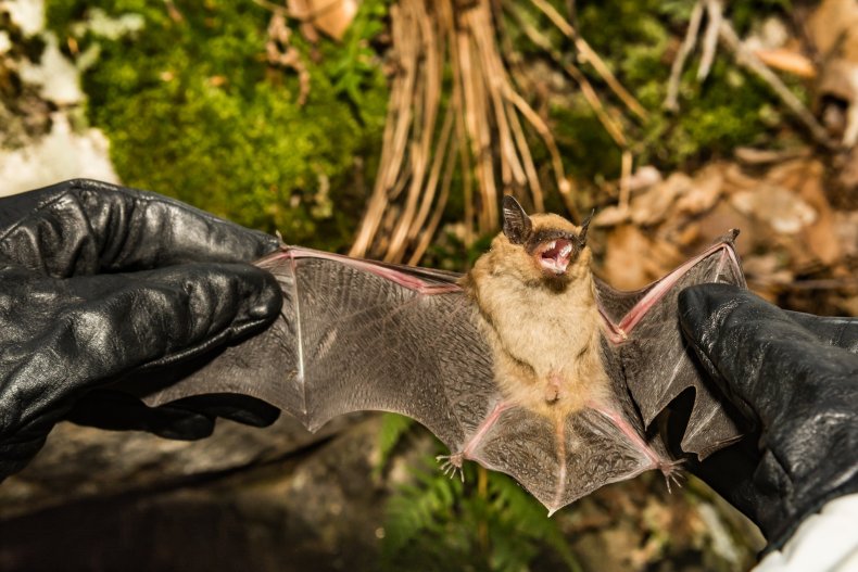bat wings