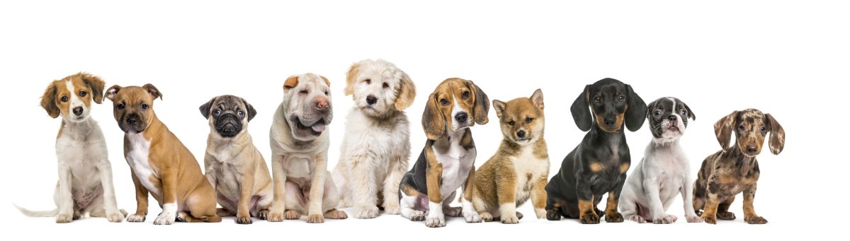 dogs that are more at health risk