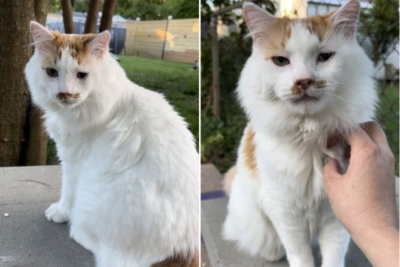 Lost cat