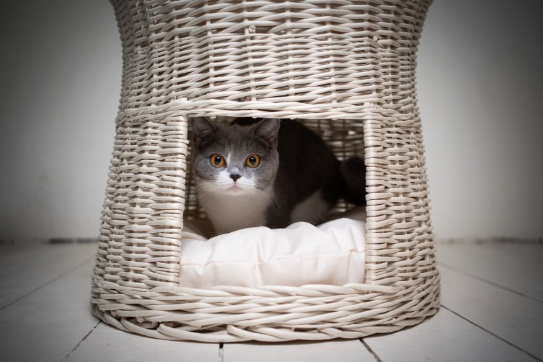 Cat hiding