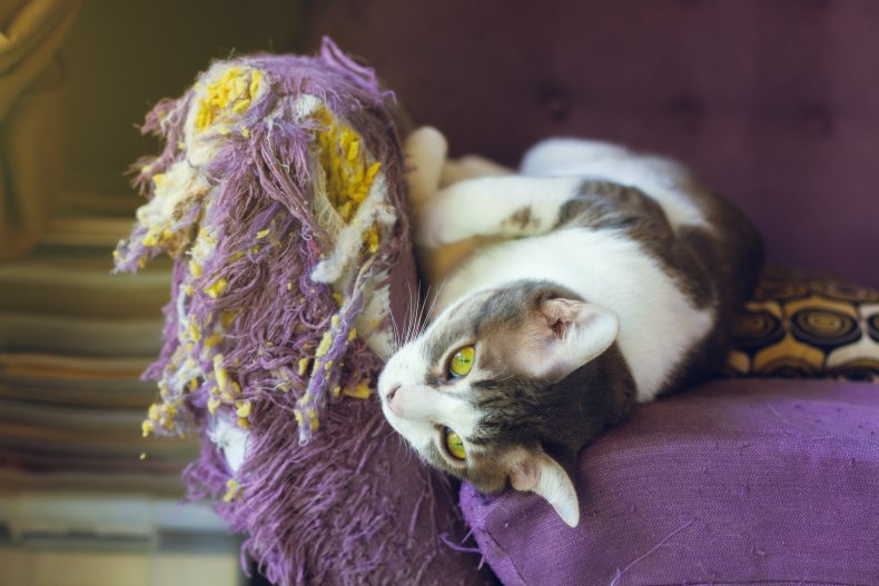 Destructive cat