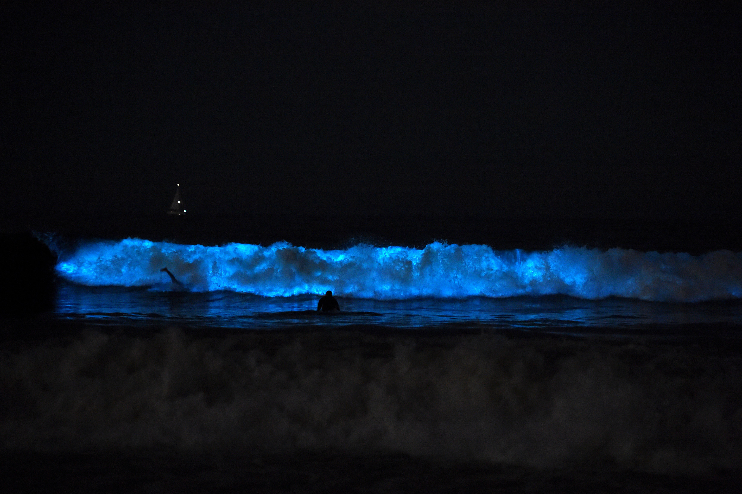 Bioluminescent Waves Light Up California Waters