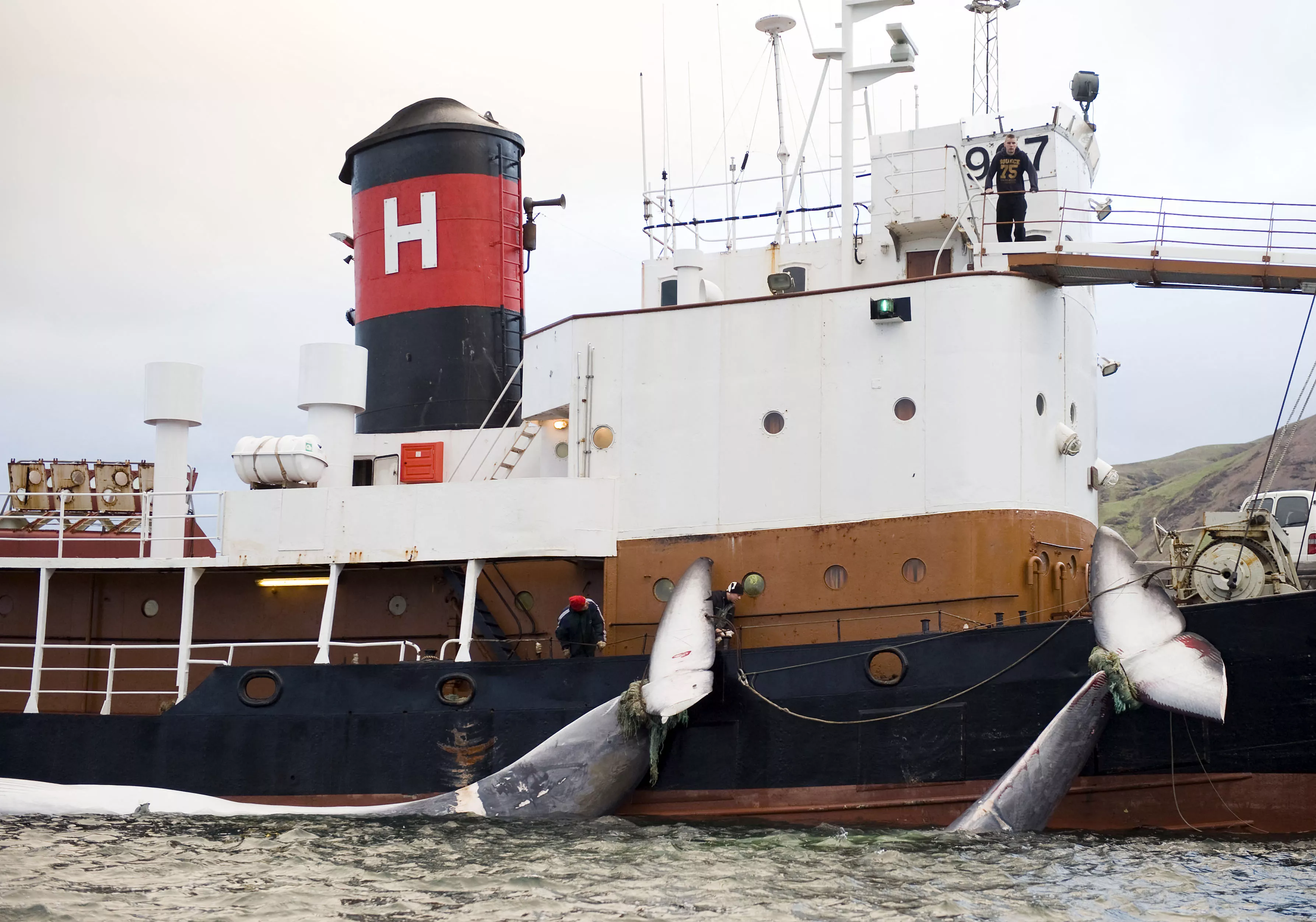 First Whales Killed Days After Hunting Suspension Lifted - Vimarsana News