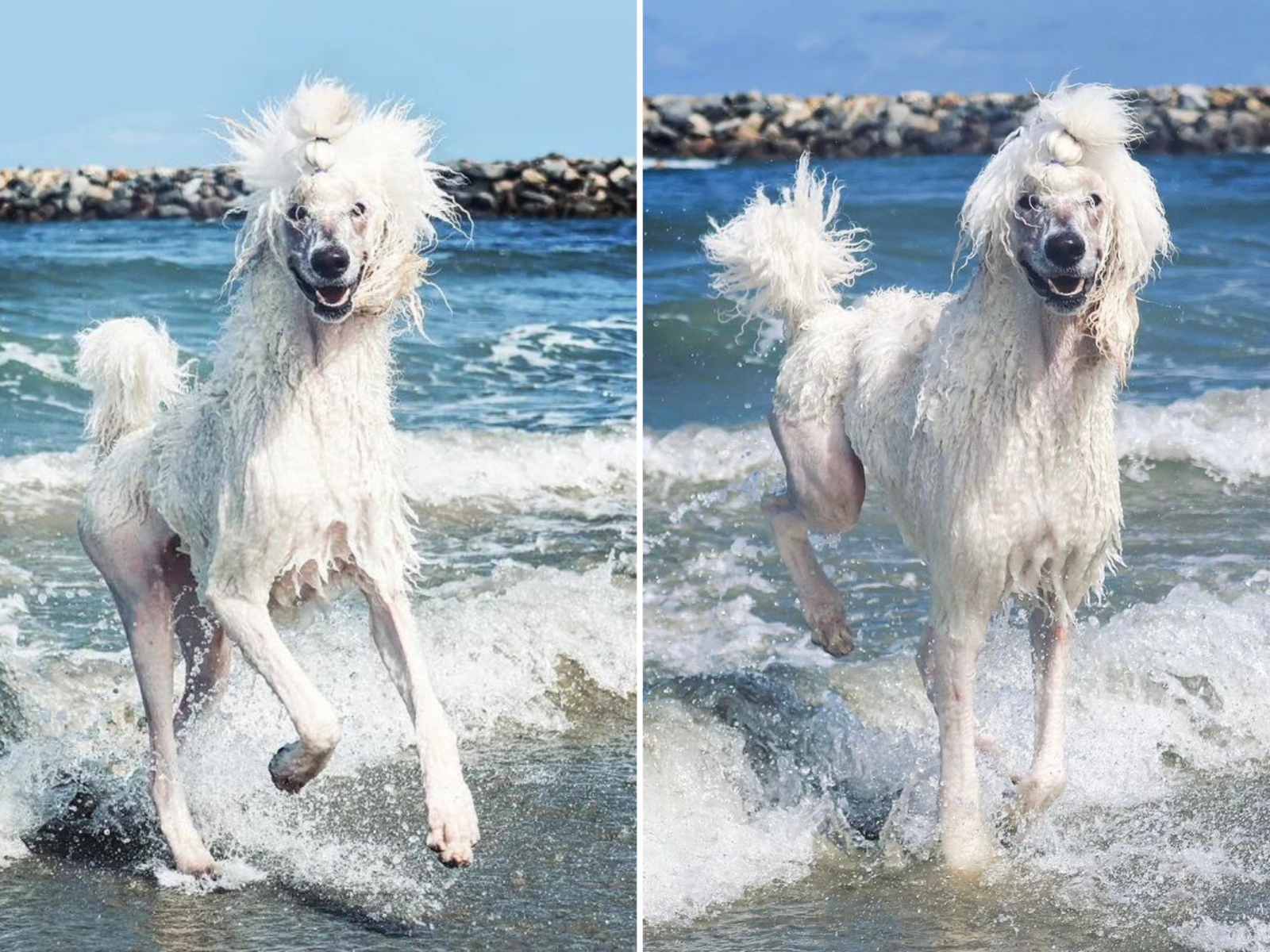 Poodles water cheap dogs