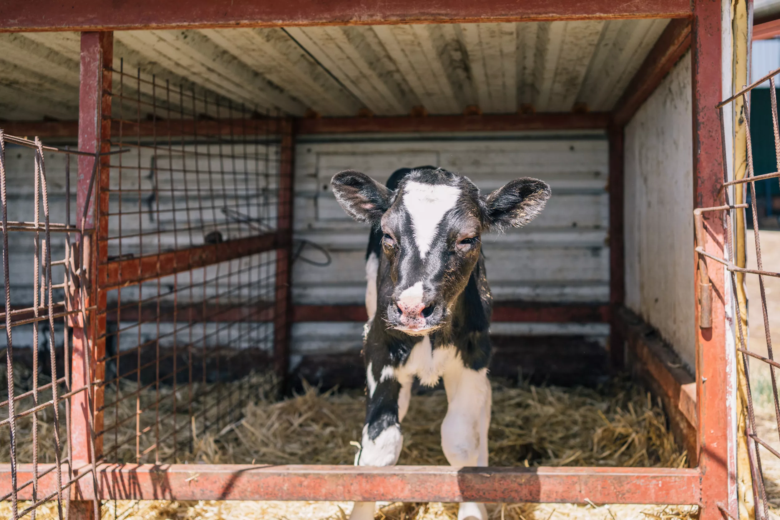 Bull Born With Three Legs Melts Hearts as He Enjoys the 'Life He Deserves' - Vimarsana News