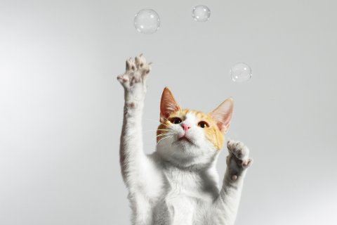 FE Cats 06