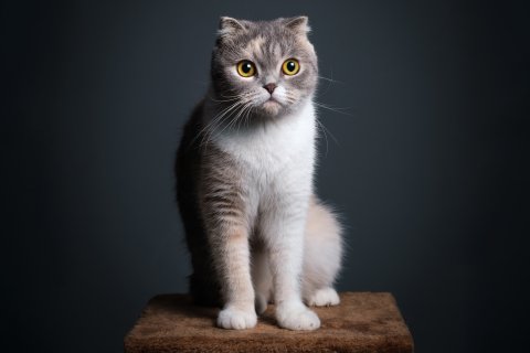 FE Cats 03