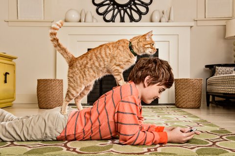 FE Cats 02