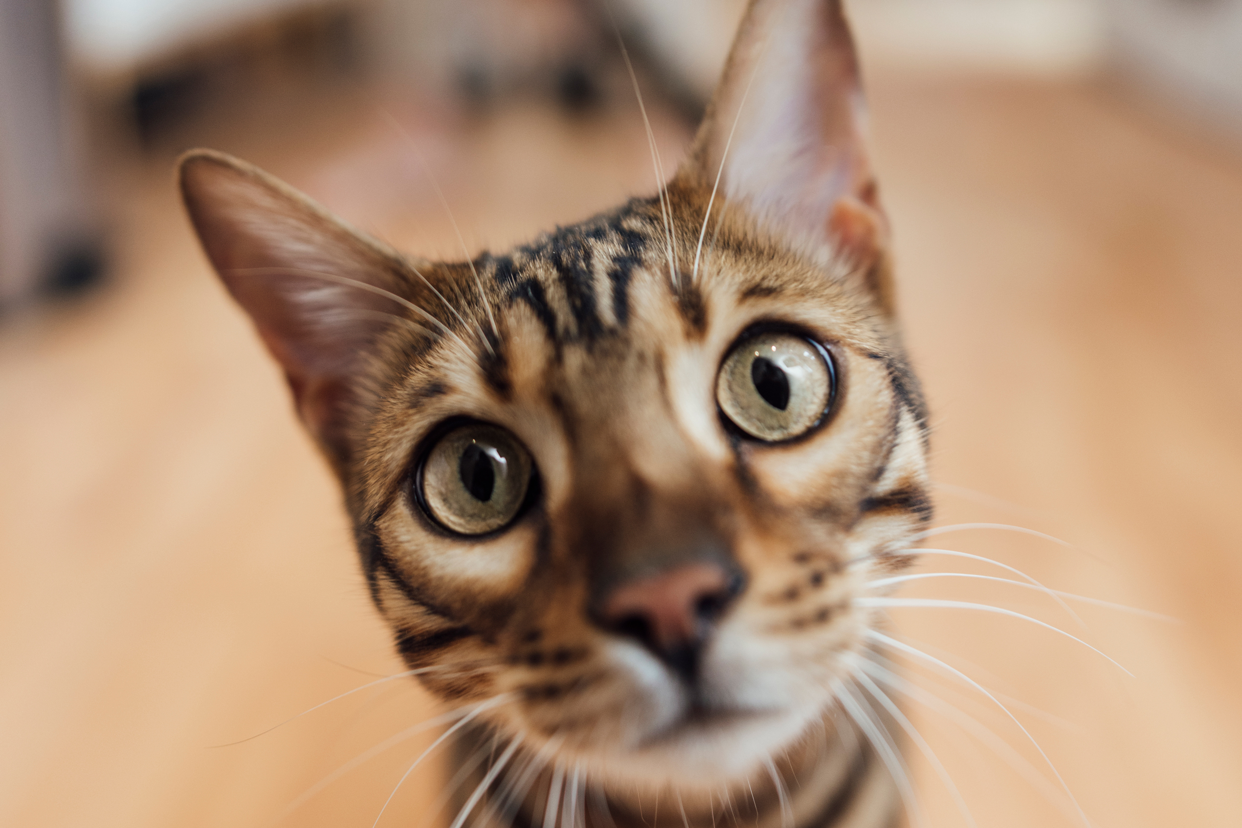 Cat Owners Can Read their Cat(s) Facial Expressions-The Great Cat
