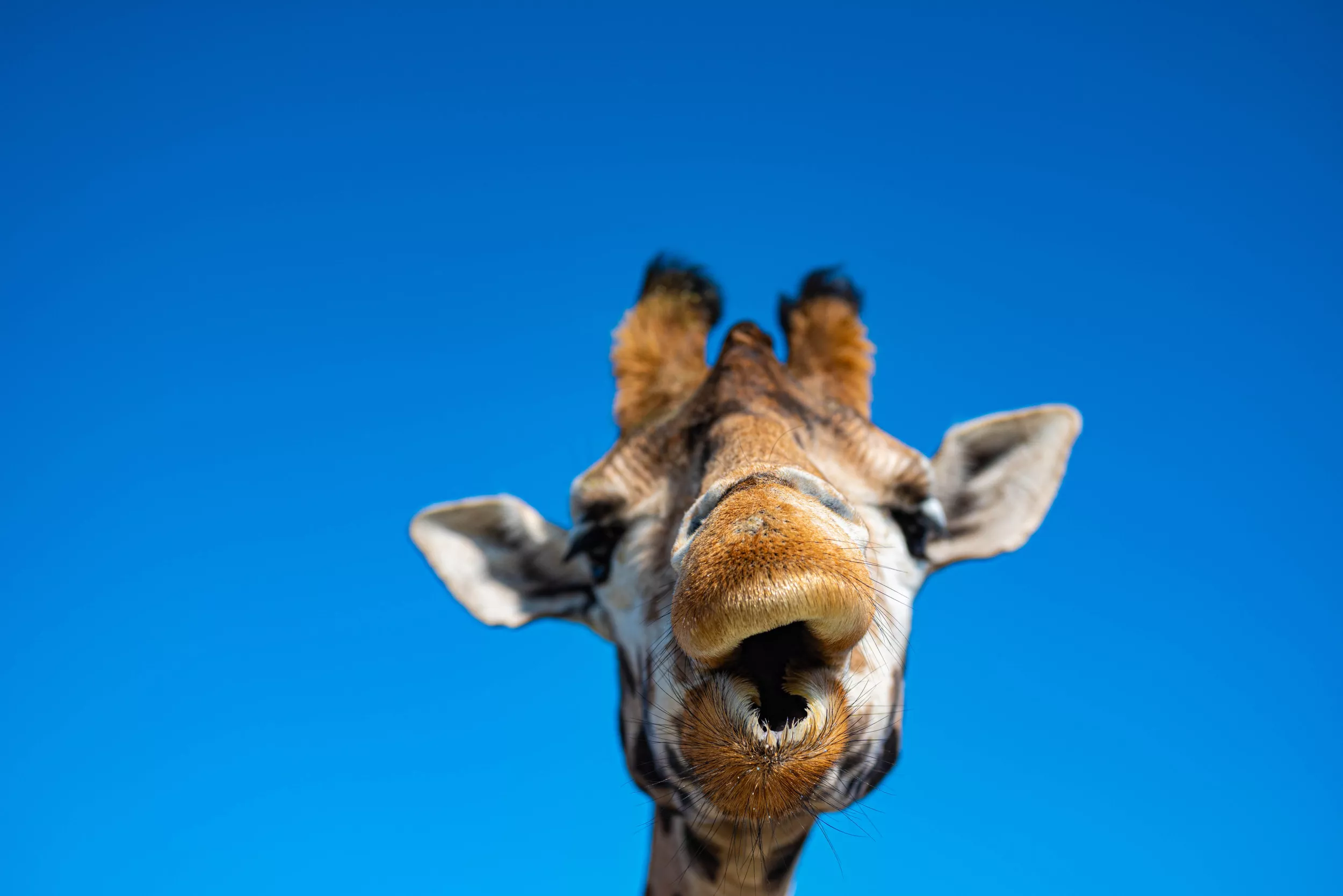 Shock as Giraffe Smashes Car Windshield While Being Fed at Safari Park - Vimarsana News