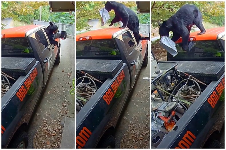 Bear breaks into truck