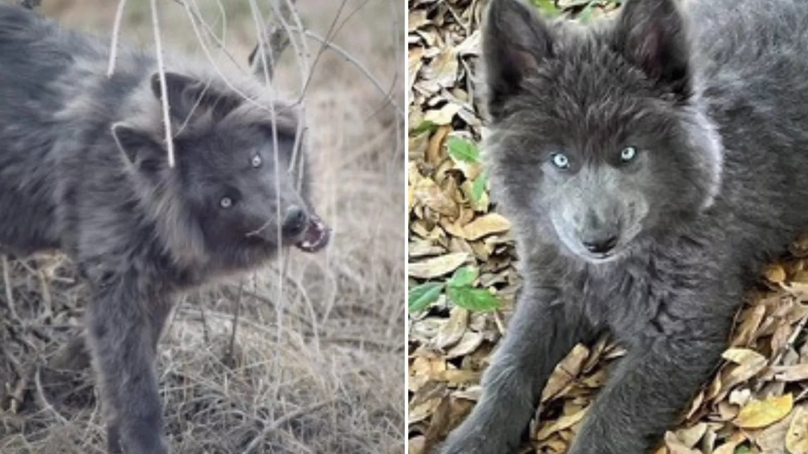 Southern breeze kennels blue bay deals shepherds