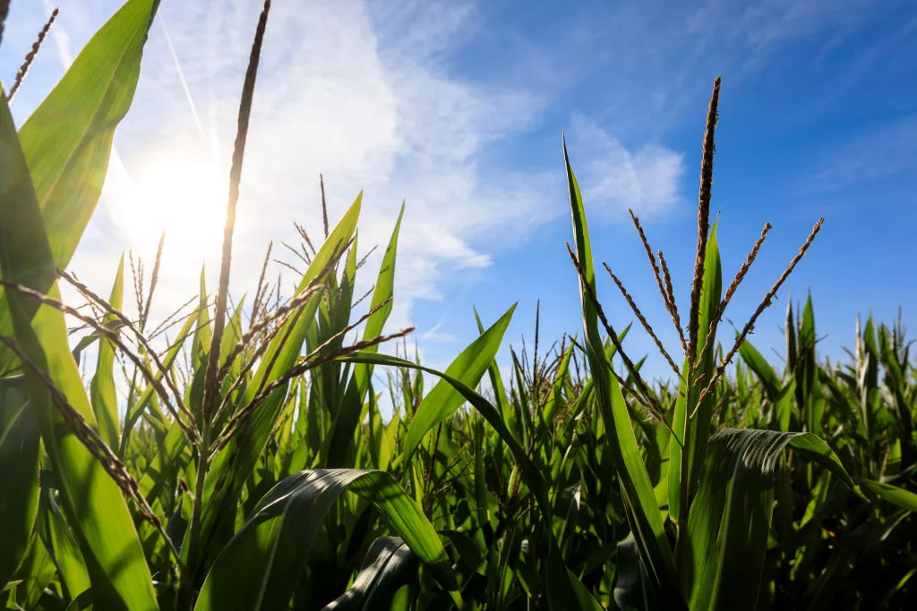 Climate-Saving Super-Plants Could Absorb Massive Amounts of Carbon - Vimarsana News