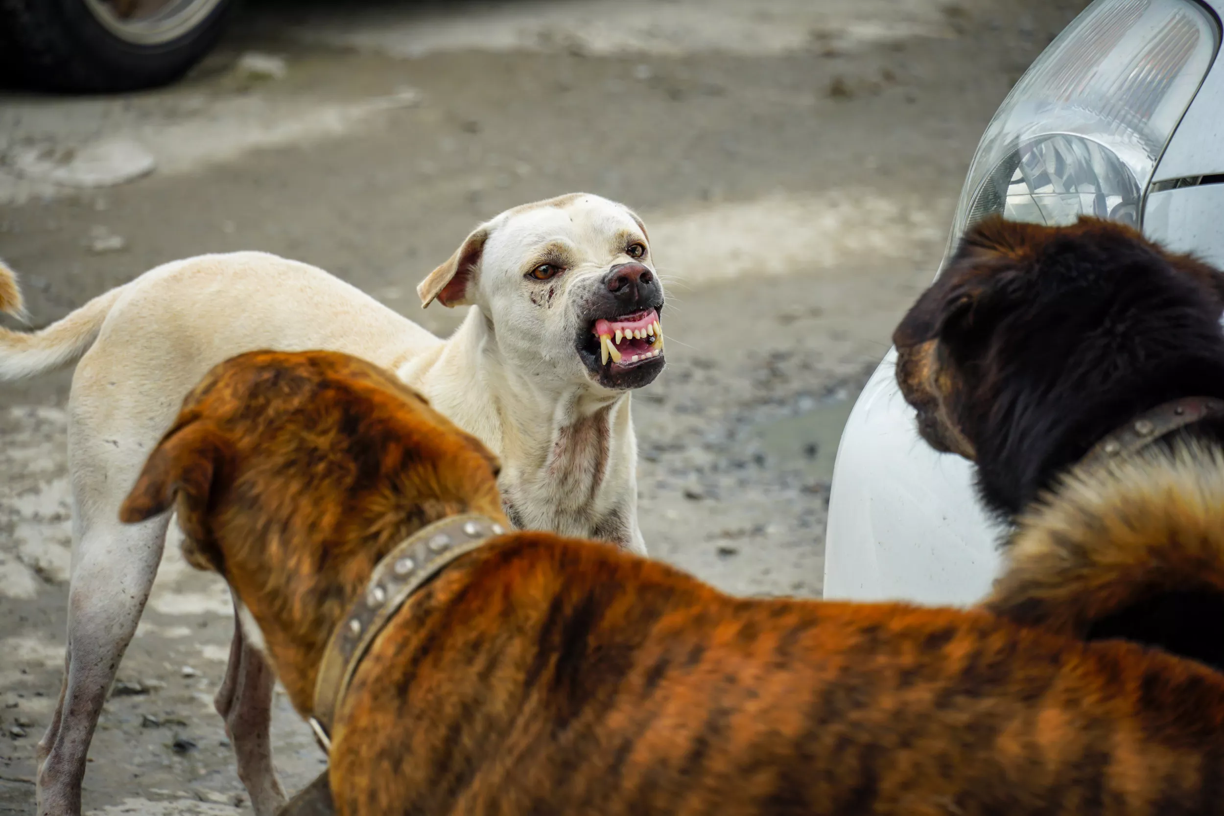 Woman Mauled to Death by Her Dogs While Entering Own Home - Vimarsana News