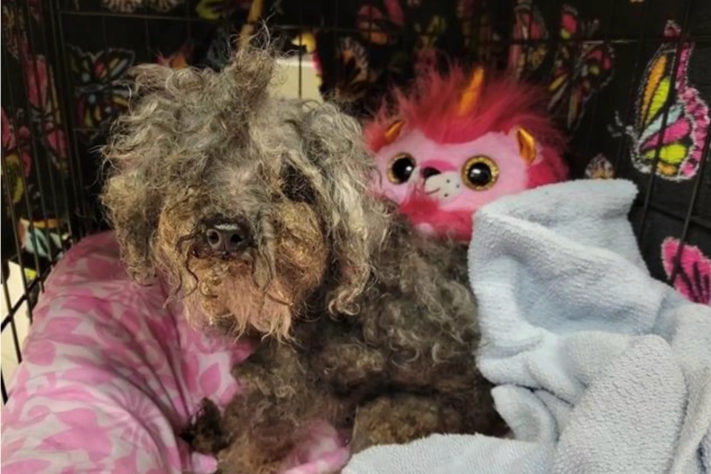 Senior Rescue Poodle Tricks New Owners Into Thinking She's 'Frail' - Vimarsana News