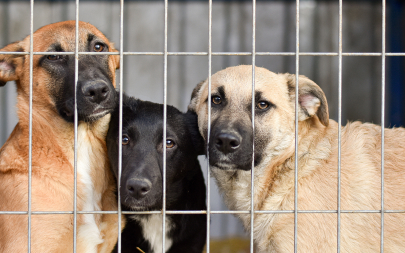 Three dogs in an animal shelter.
