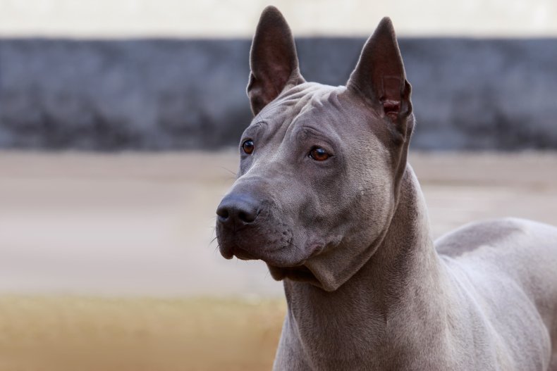 Thai ridgeback dog