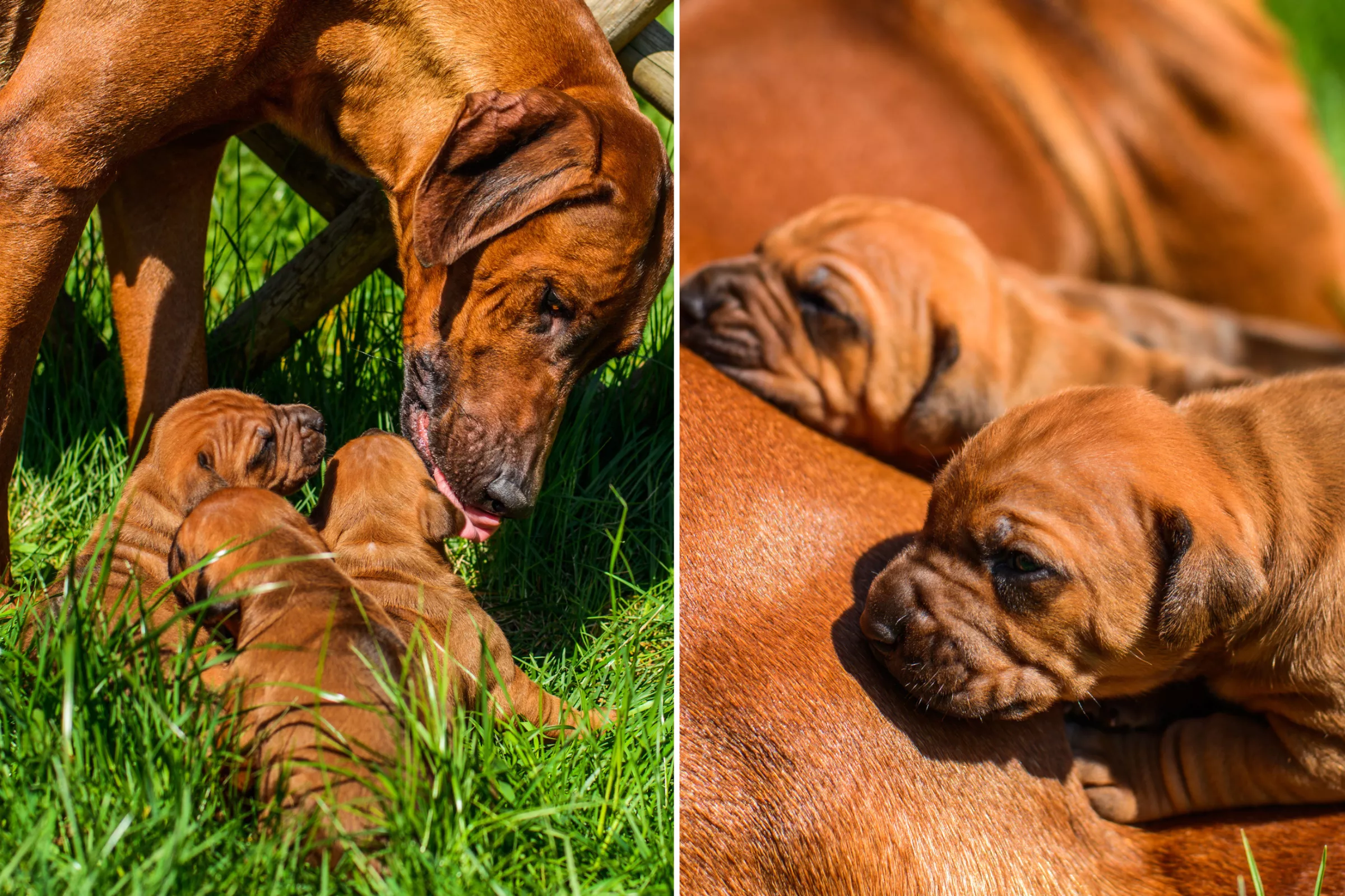 Tears As Stray Mom Dog Leads Rescuers to Her Puppies: 'Reunited' - Vimarsana News