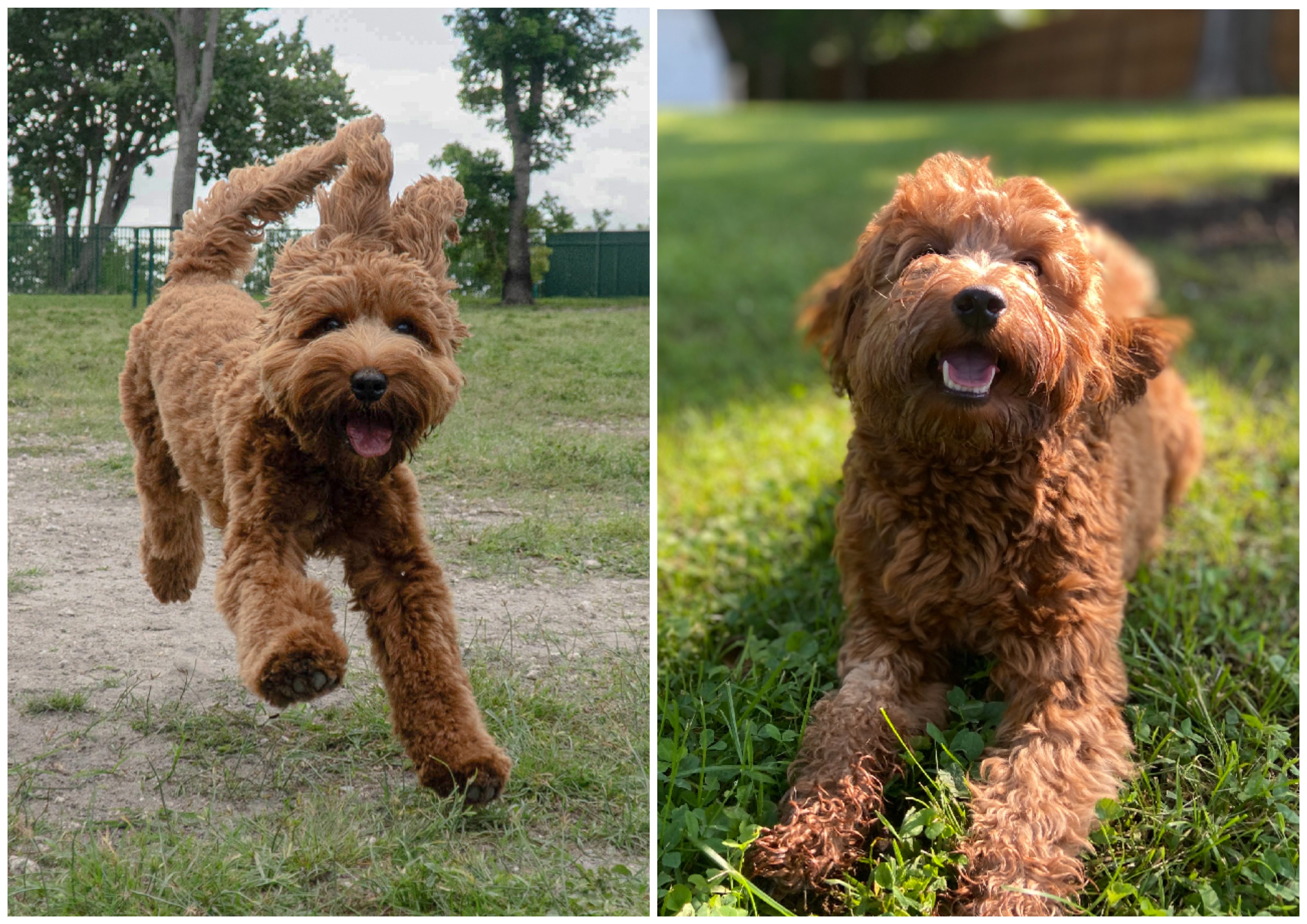 Labradoodle hot sale in apartment