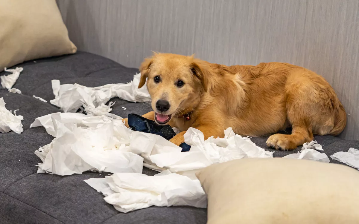 Laughter at Golden Retriever's Hilarious 'Guilt Crawl' After Trashing House - Vimarsana News