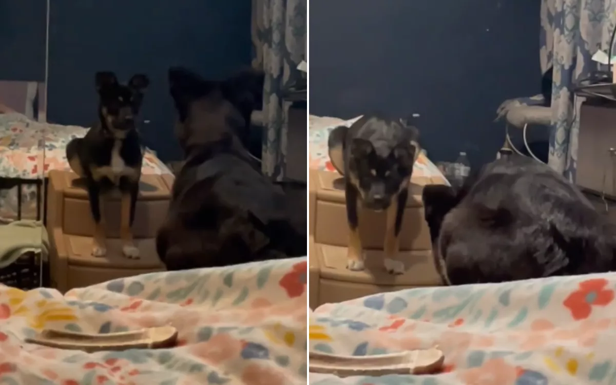 Rescue Puppy Has 'Extremely Rare' Reaction to Seeing Reflection in Mirror - Vimarsana News