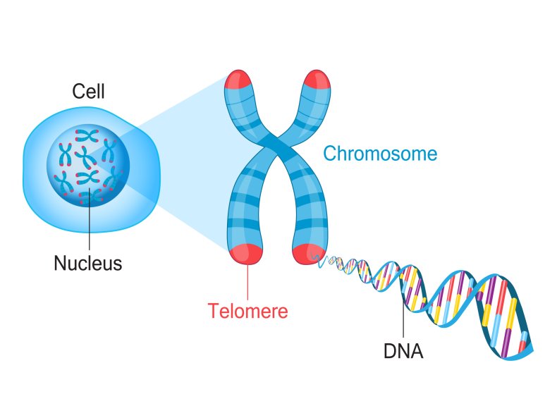 telomere