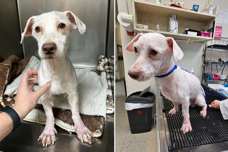 Gizmo the dog - after