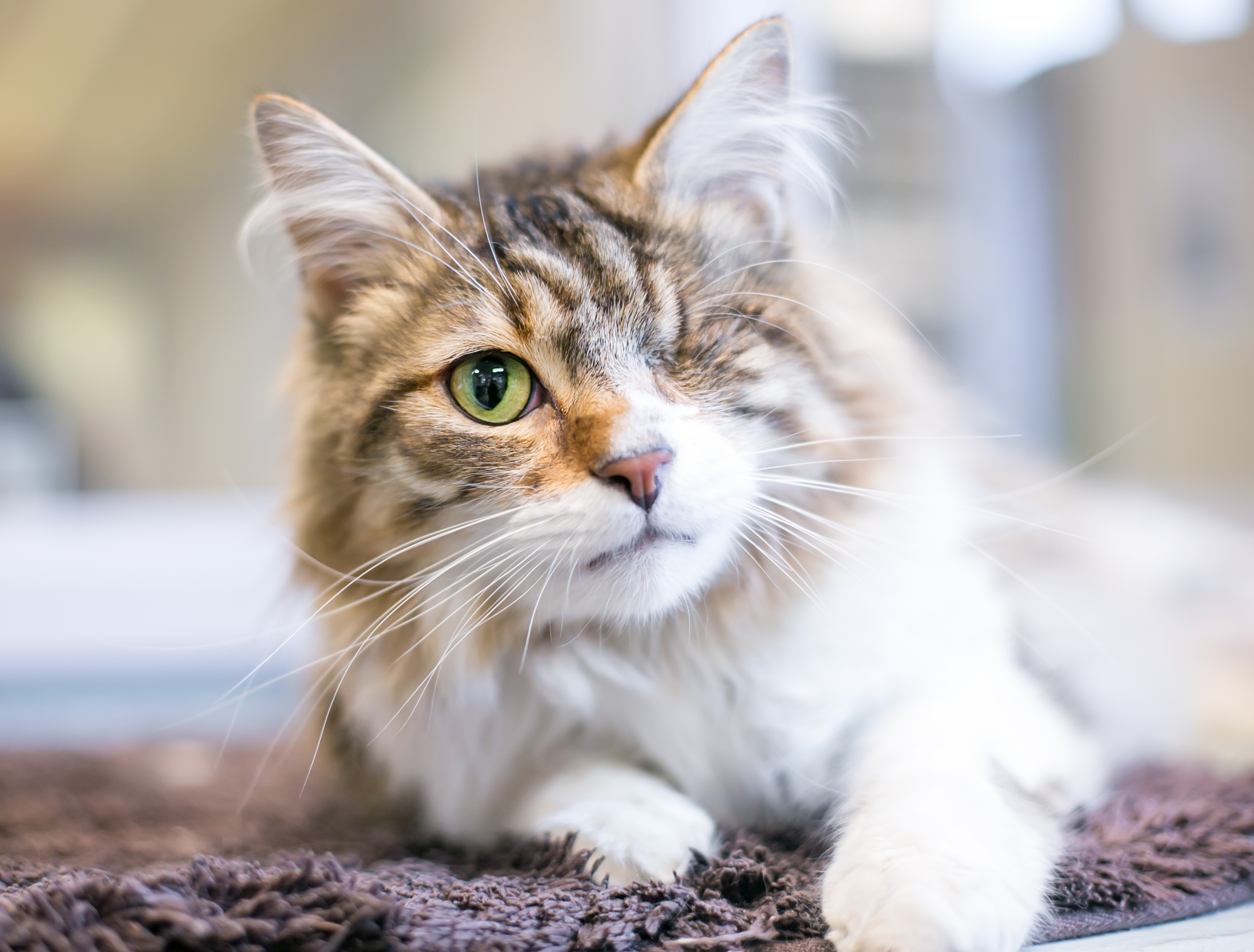 Hearts melts as blind kitten learns to trust new family after surgery