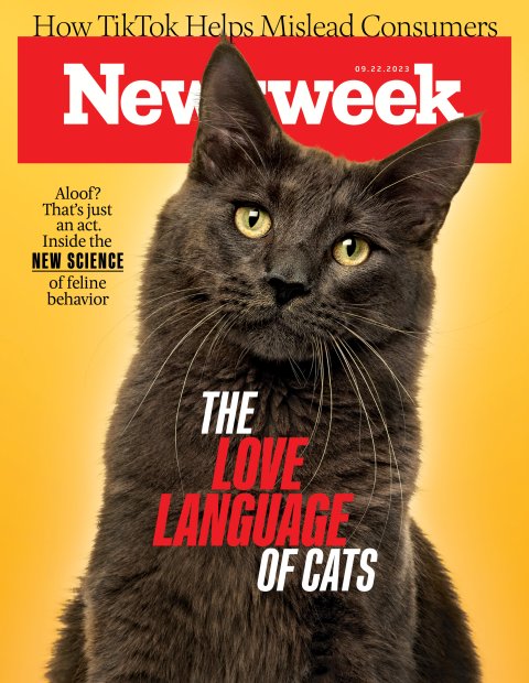 Cat cover black cat